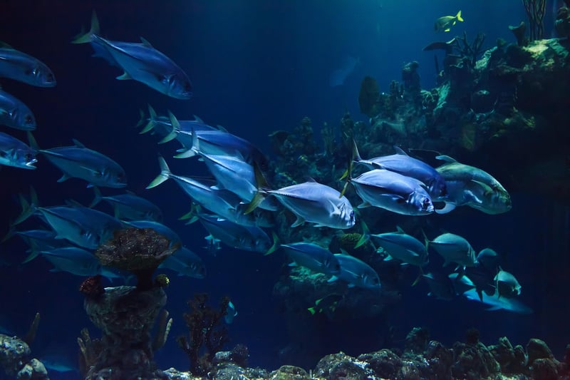 Underwater Kingdom